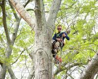 Merced Tree Services image 2